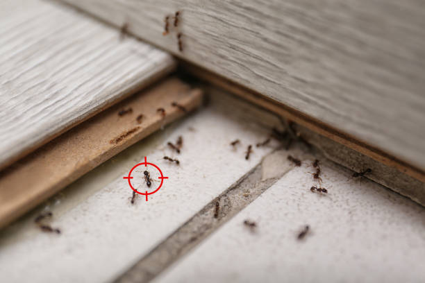 Best Pest Control Near Me in Heeia, HI
