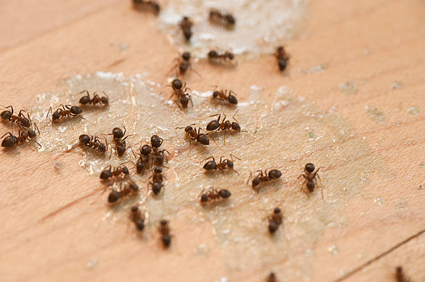 Best Flea Control Services  in Heeia, HI