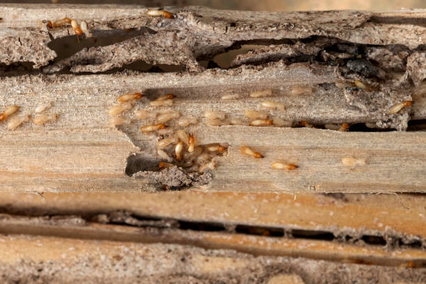 Best Wasp Removal Services  in Heeia, HI