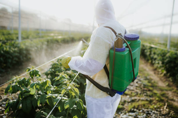 Best Termite Control Services  in Heeia, HI